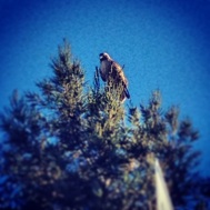 Red Tail Hawk, Perched