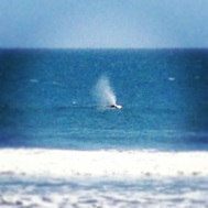 Whale Spouting